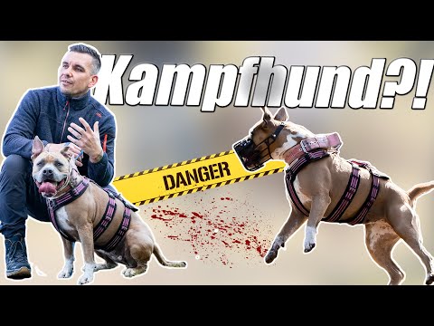Amstaff Terrier Verhalten einschätzen - das MUSST du über solche Hunde wissen! Teil 1