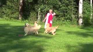 Holidays in Finland with golden retrievers
