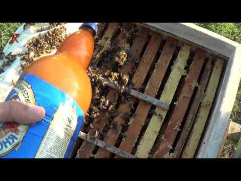 Обрабатываем пчелу бипином против клеща варроа