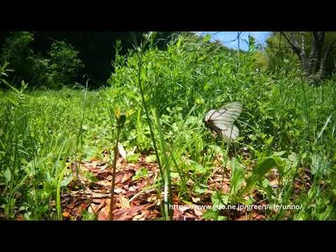 庭のウスバシロチョウを虫の目レンズでスロー撮影