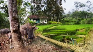 Download lagu LUAR BIASA !! Aktivitas Warga Di Kampung Terpencil, Sejuk Indah Alam Desanya, Pedesaan Jawa Barat mp3