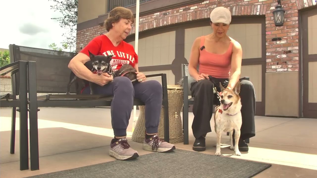 Enlarge Max - Adopt Me!, a Adoptable mixed breed in Lake Forest, CA video 6/6
