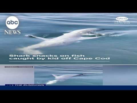 Shark snacks on fish caught by kid off Cape Cod