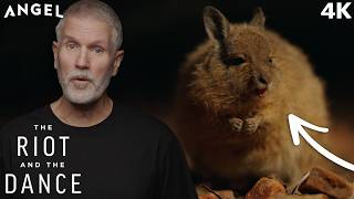 The Cutest Nocturnal Animals! | The Riot And The Dance | Official 4K Clip