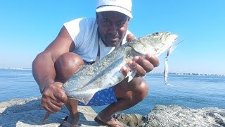 How To Catch Bluefish With Snapper Zapper In Three (3) Easy Steps! #fishing #jettyfishing #bluefish