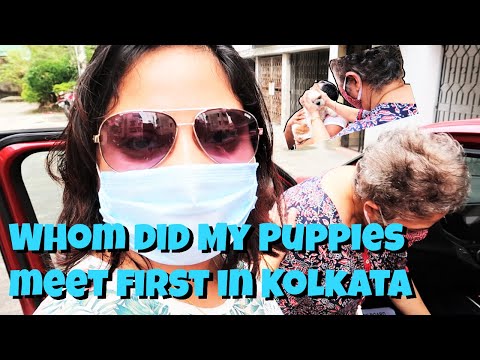 Whom Did My Puppies First Meet In Kolkata