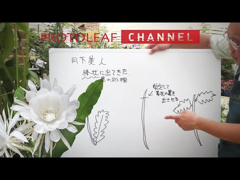 春に良いスタートを切るために、キョウチクトウにいつ肥料を与えればよいでしょうか?なんの天然肥料？  庭園