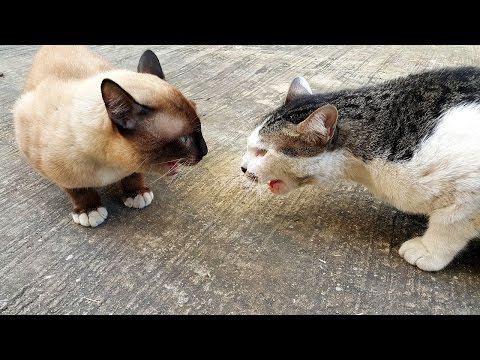 แมวพันธุ์วิเชียรมาศ คุยอะไรกับแมวหง่าว หาดูยาก เสียงร้องดังมาก sound modern siamese Cat voice.