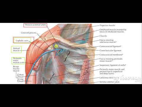 Clavipectoral fascia 2