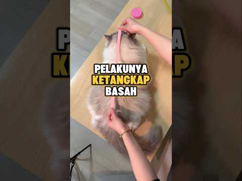 Cari siapa yang rusak tamannya