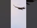 Andean Condor flying #andean #condor #bird #fly #wild #nature #wildlife #wings #vulture HA47860