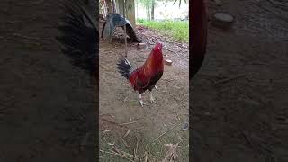 Download lagu Sweater round head 1 X winner 3 cock derby #gaming #games #gameplay #trending mp3