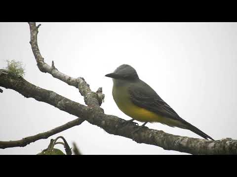 postriežkar čiernozobý (Tyrannus melancholicus) — hlas a správanie v prírode