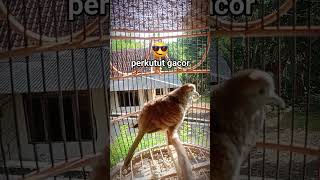 Download lagu Suara kecil perkutut gacor, - perkutut petai2990 mp3 Download lagu Suara kecil perkutut gacor, - perkutut petai2990 mp3