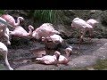 Animal Kingdom Lesser Flamingo 7 3 2013 9
