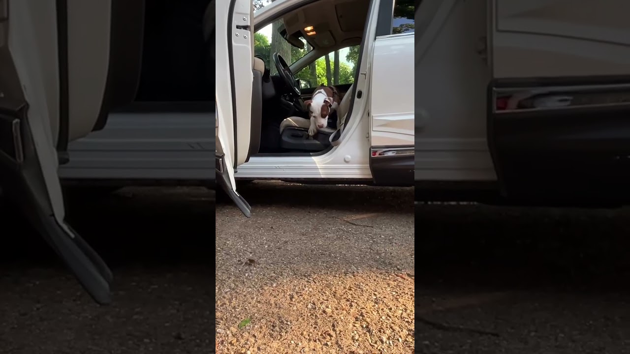 Enlarge Koda with Videos, a ADOPTABLE Pit Bull Terrier in Fort Worth, TX video 6/6