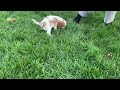 Cavalier King Charles Spaniel dogs for sale: Kai - Video 1