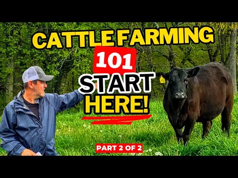 Rinderzucht 101: Ein Leitfaden für Anfänger zur Rinderzucht (Teil 2)