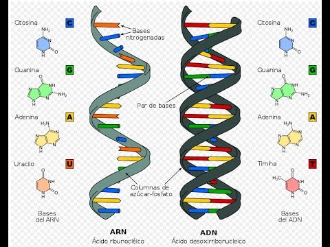 Genética Parte 1, Conceitos em genética