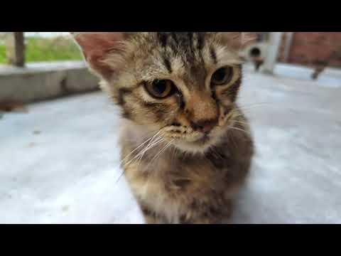 Sample video Slo-Mo FHD 120fps (Asus ROG Phone II Strix Edition)