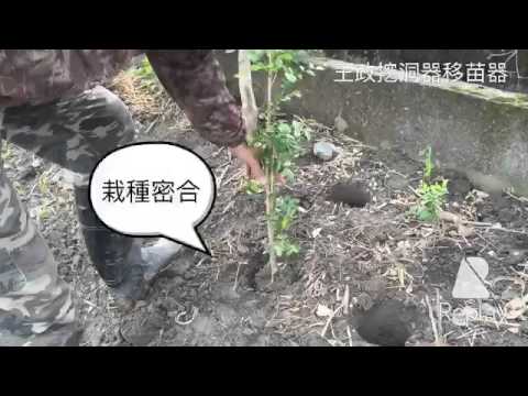 植穴