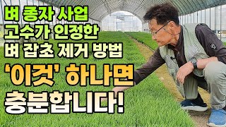 벼 잡초 피부터 이끼까지 제거 노하우 공개! 60초 안에 알려드립니다