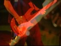 RA "RECTIFIER" VIDEO 
