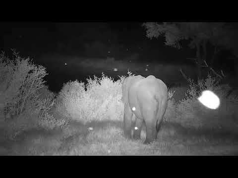 Djuma: Elephants playing in the water - 18:37 - 04/05/21