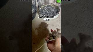 Download lagu Meloloh anakan burung gereja mp3