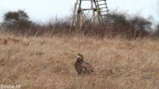 preview picture of video 'White-tailed Eagles - Feldberger Seenlandschaft 2012'