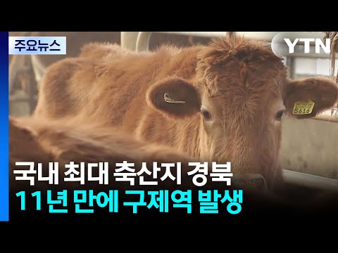 국내 최대 축산지 경북서 11년 만에 구제역..."방역 비상" / YTN