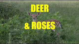 How to Keep Deer From Eating Roses