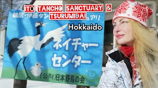 preview picture of video 'Adeyto ❄️ Red-Crowned Cranes feeding grounds TSURUMIDAI & ITO TANCHO '