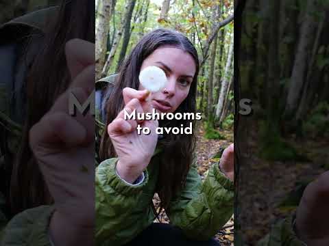Why you should learn about wild mushrooms! | Foraging & Mushroom identification #mushroom