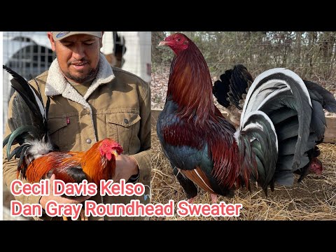 Pure Cecil Davis Kelso Dan Gray Roundhead Sweater Asil Antonio Deras Farm Beautiful Birds Big Farm