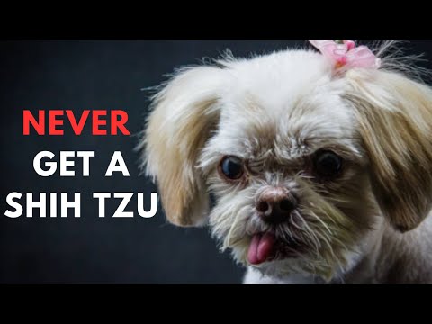 14 Reasons To Never Ever Adopt A Shih tzu Dog Breed