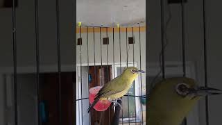 Download lagu pleci kowul baja jatim mp3 Download lagu pleci kowul baja jatim mp3