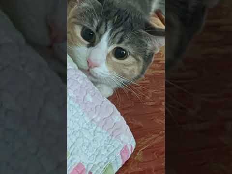 JunJun's boba eyes 😃