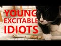 Young Excitable Idiots Tuxie Kitten Fun Time