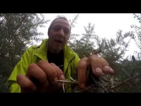 Pflanzenwissen Sanddorn  Vitambombe und vielseitig einsetzbar