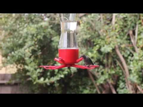 Anna's Hummingbirds at feeder