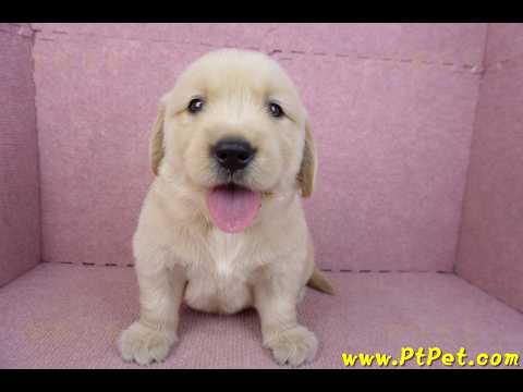 03/12黃金獵犬公幼犬3號(新北三重)