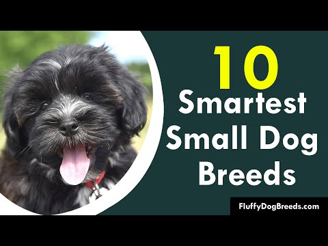 Top 10 Smartest Small Dog Breeds