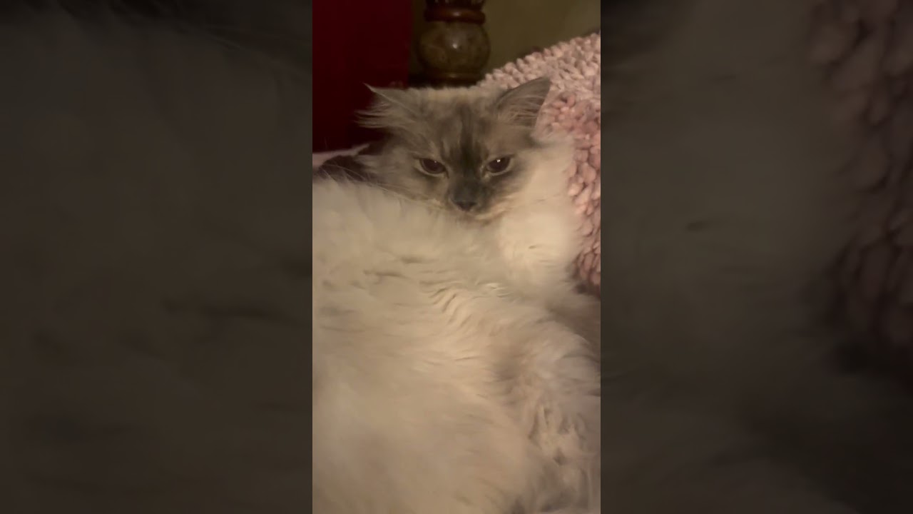 Blast, a ADOPTABLE Ragdoll in Ennis, TX video 3/3