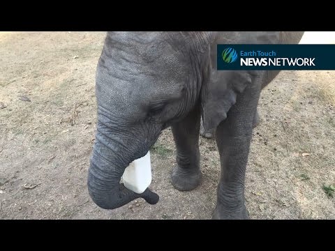 Cheeky baby elephant charges wildebeest