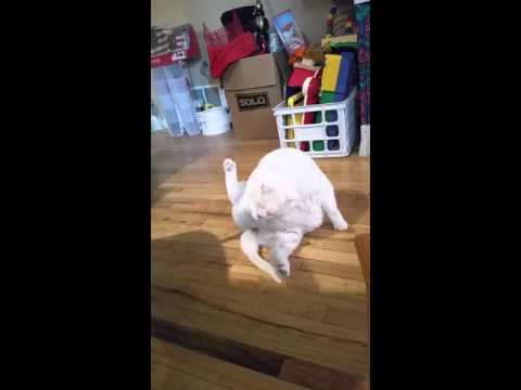 Fat cat can't lick own butt, uses paw - YouTube