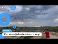 Duizenden waardevolle duiven zoek door onweer