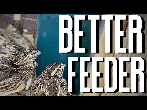 Chicken Feeder For Quail