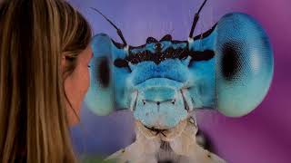 selvatica candelo in fiore oasi zegna produzione video e musica  michele burgay www delta9 it