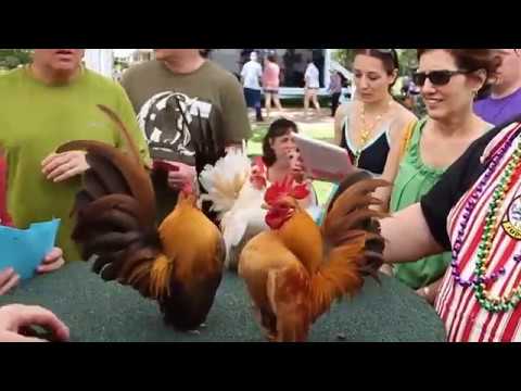 Dikir Barat - Ayam Serama